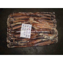 Best Quality Frozen Argentinus Illex Squid